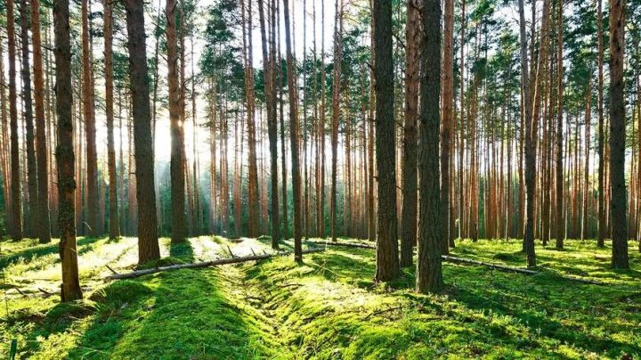 韶关市翁源县新江镇上坝村委会林业碳普惠项